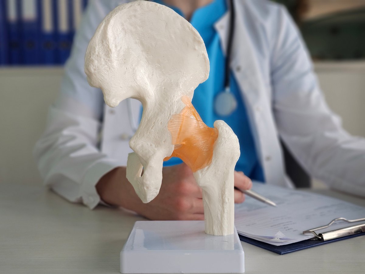 Modelo anatómico de la articulación de la cadera para referencia visual