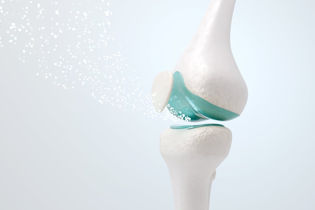 Anatomía de la rodilla — Meniscos