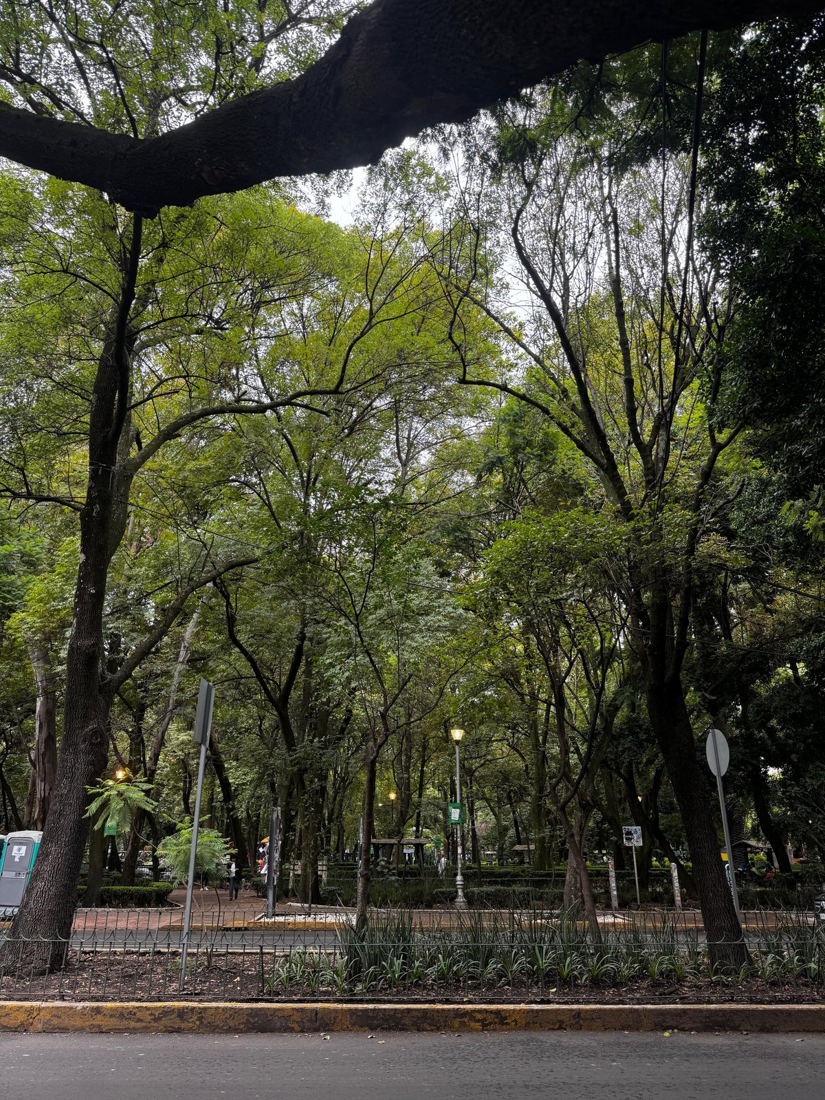 Avenida arbolada con frondoso follaje a la salida del consultorio